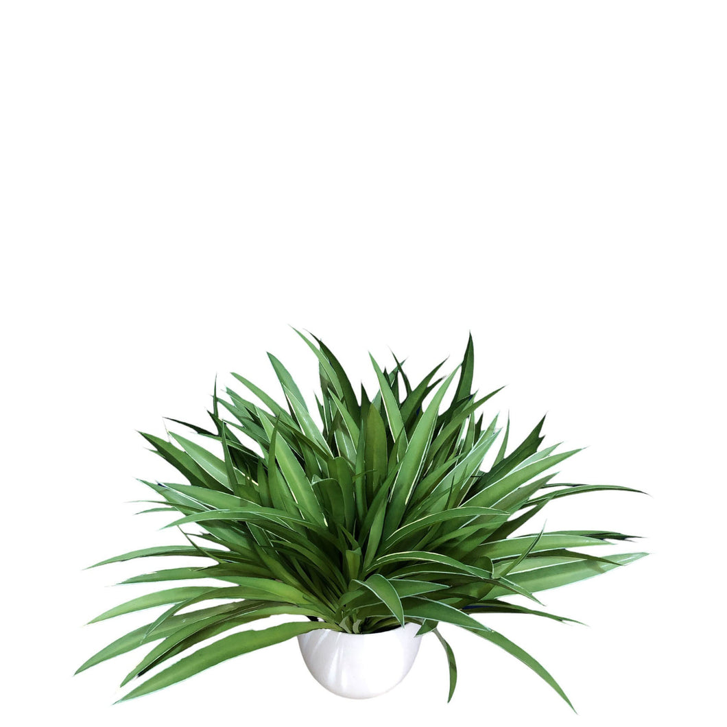 Potted Spider Plant 32cm.