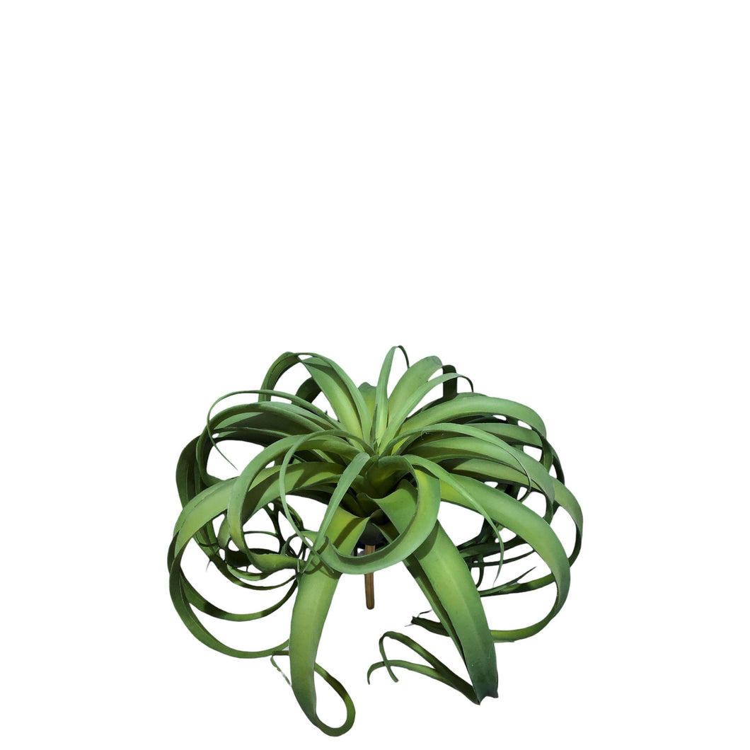 Tillandsia 32cm.