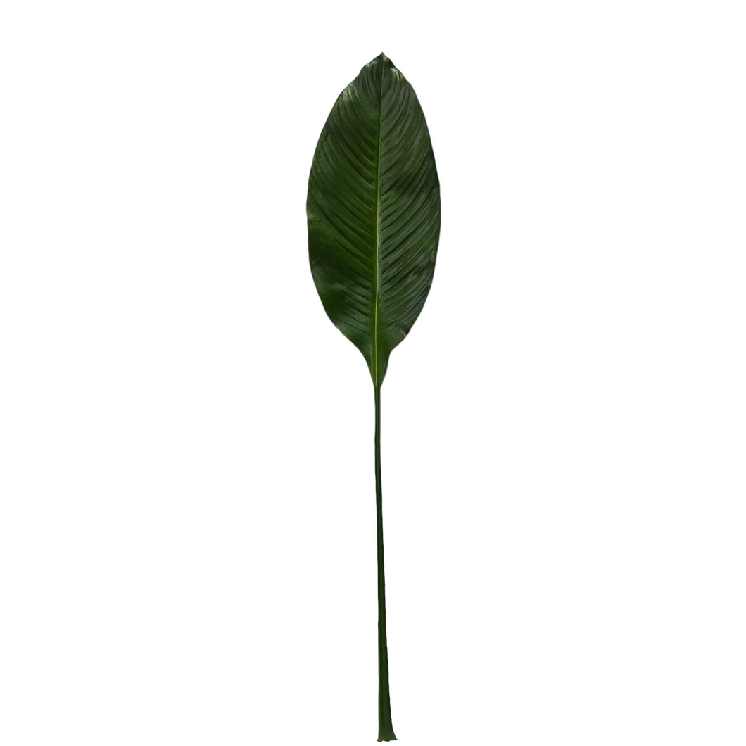 Peace Lily Leaf 103cm.