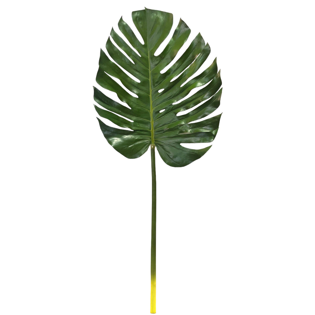 Monstera 145cm.