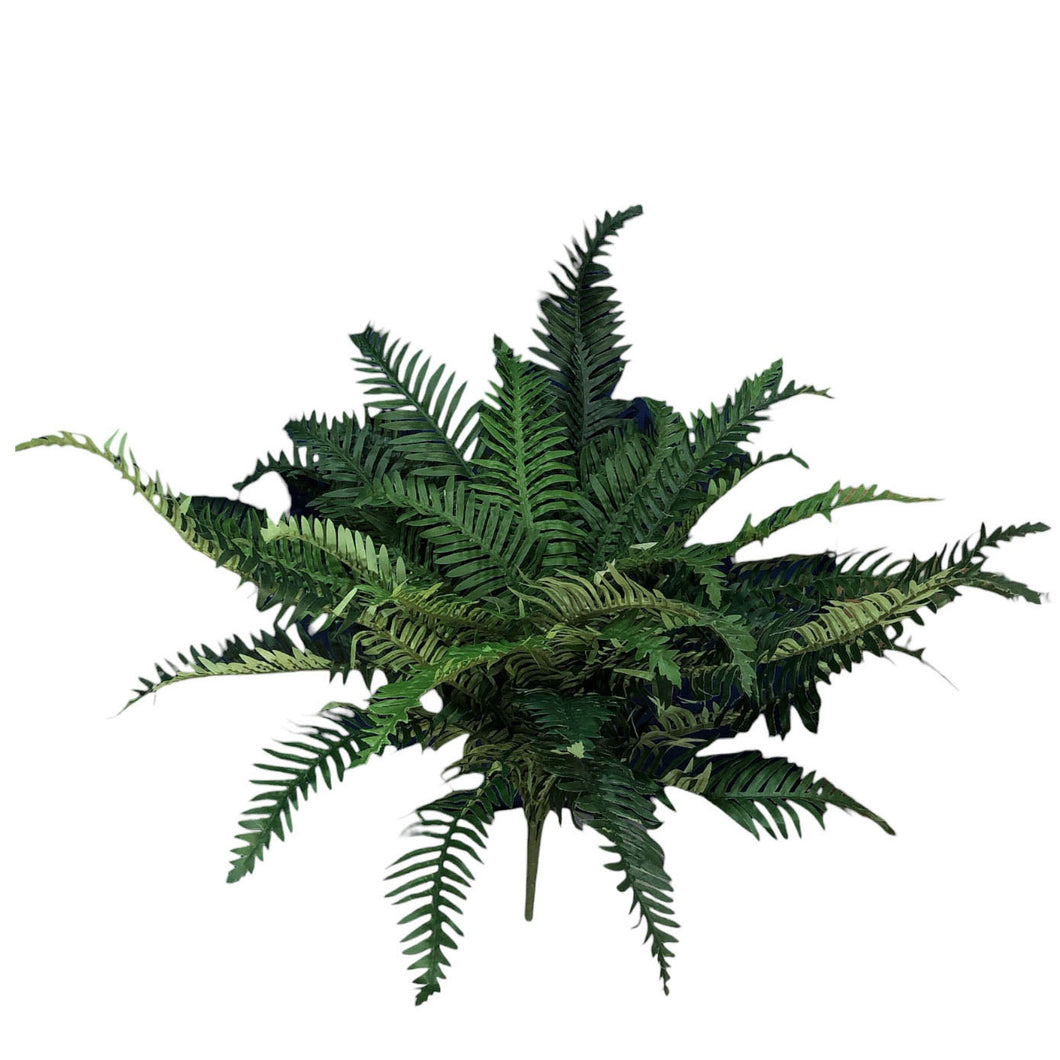 Boston Fern 79cm.