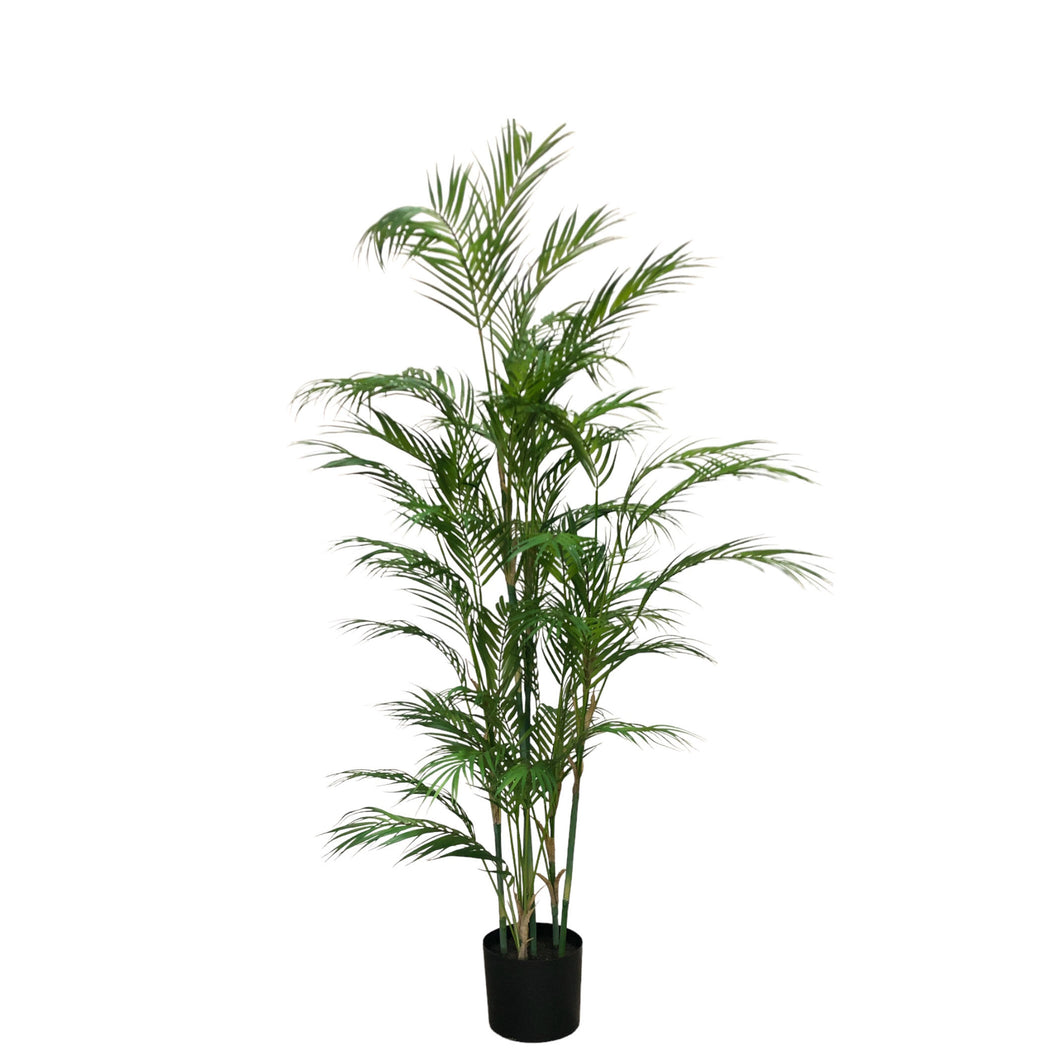 Areca Palm 140cm.