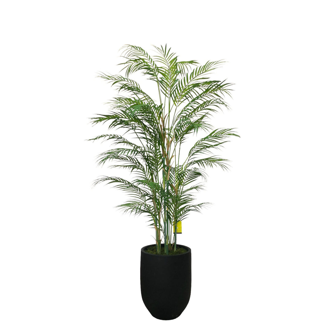 Areca Palm 153cm.