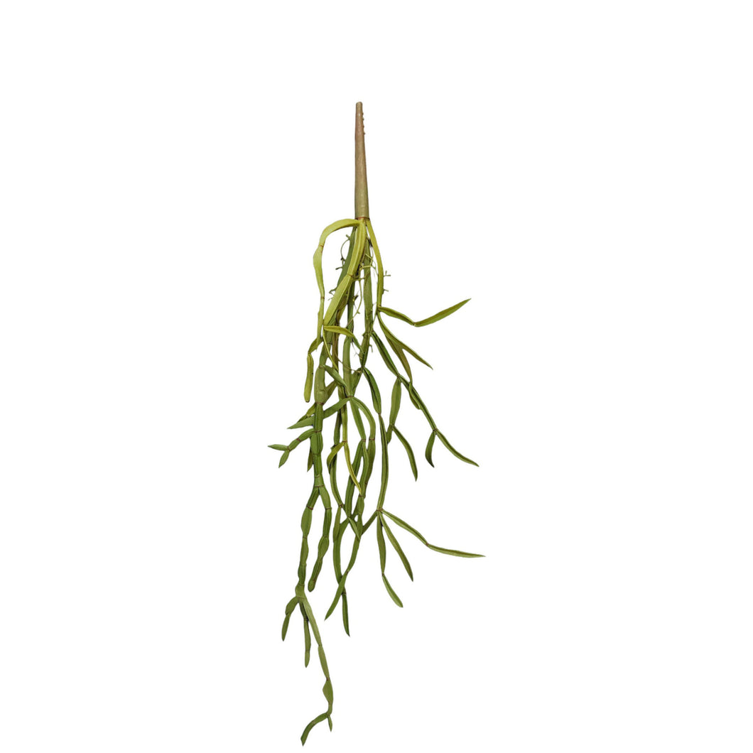 Rhipsalis 61cm.