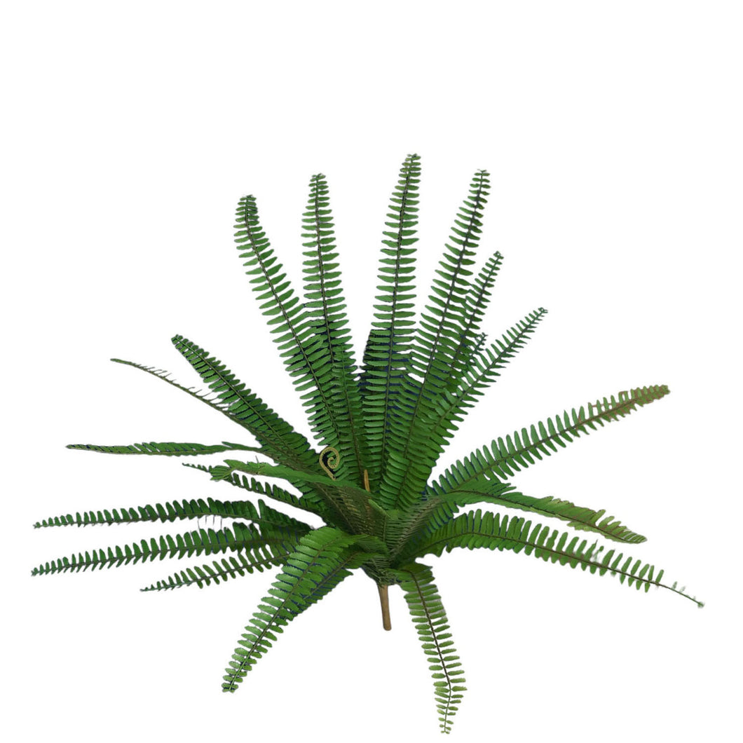 Boston Fern 73cm.