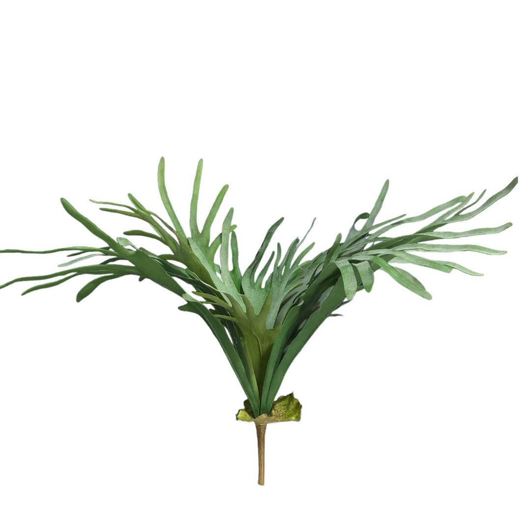 Staghorn Fern 78cm.