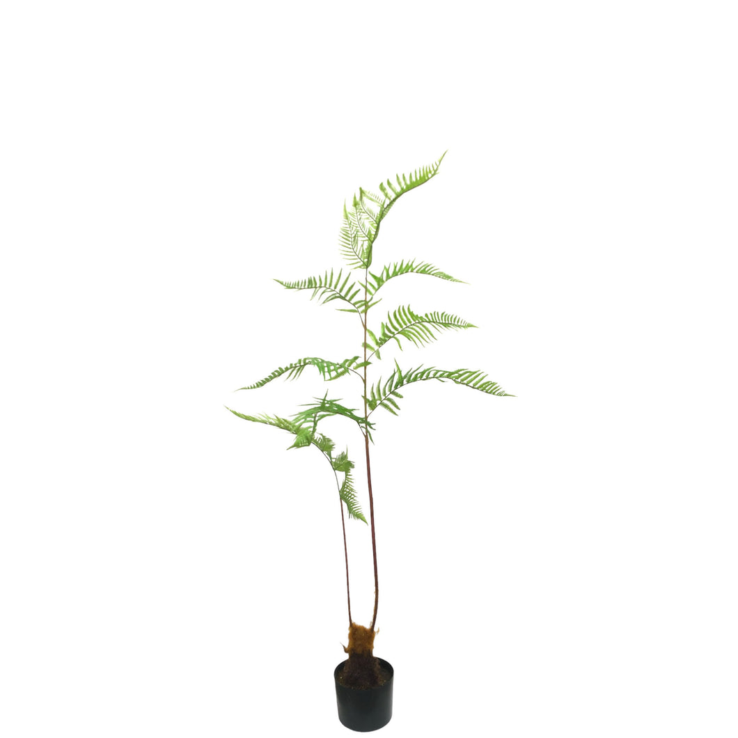 Fern Tree 120cm.