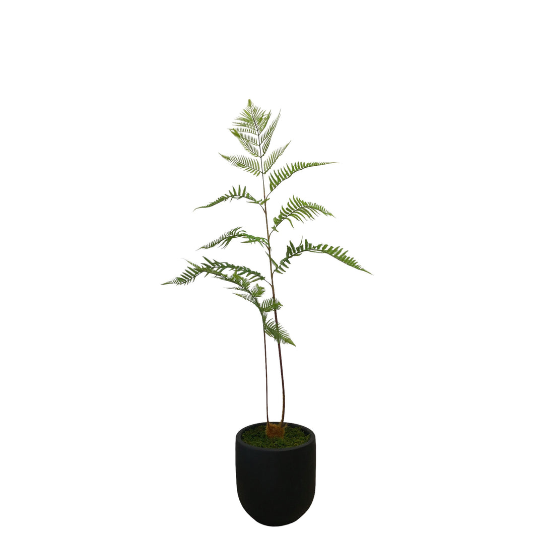 Fern Tree 120cm.