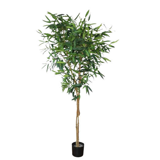 Fat Ficus Alli Tree 230cm.