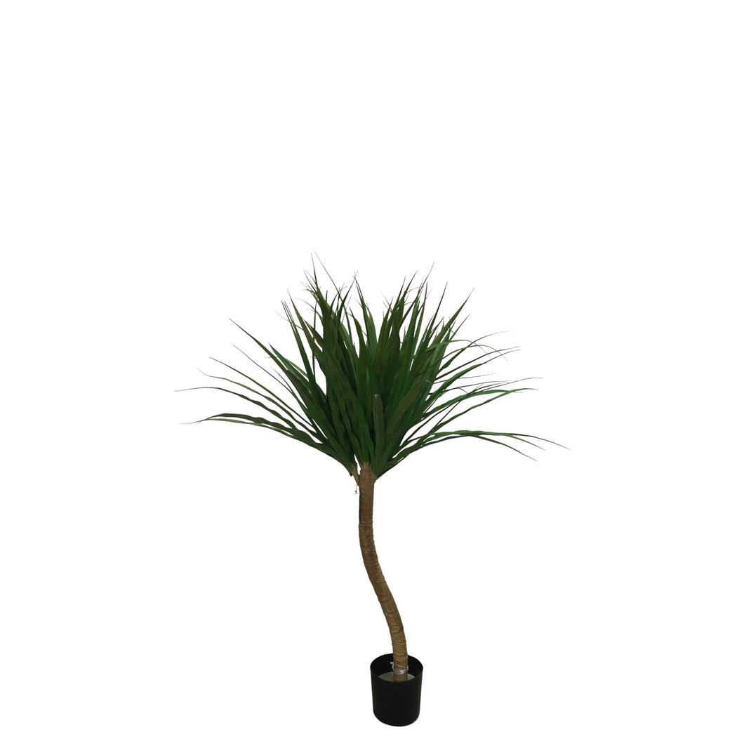 Dracaena Tree 100cm.