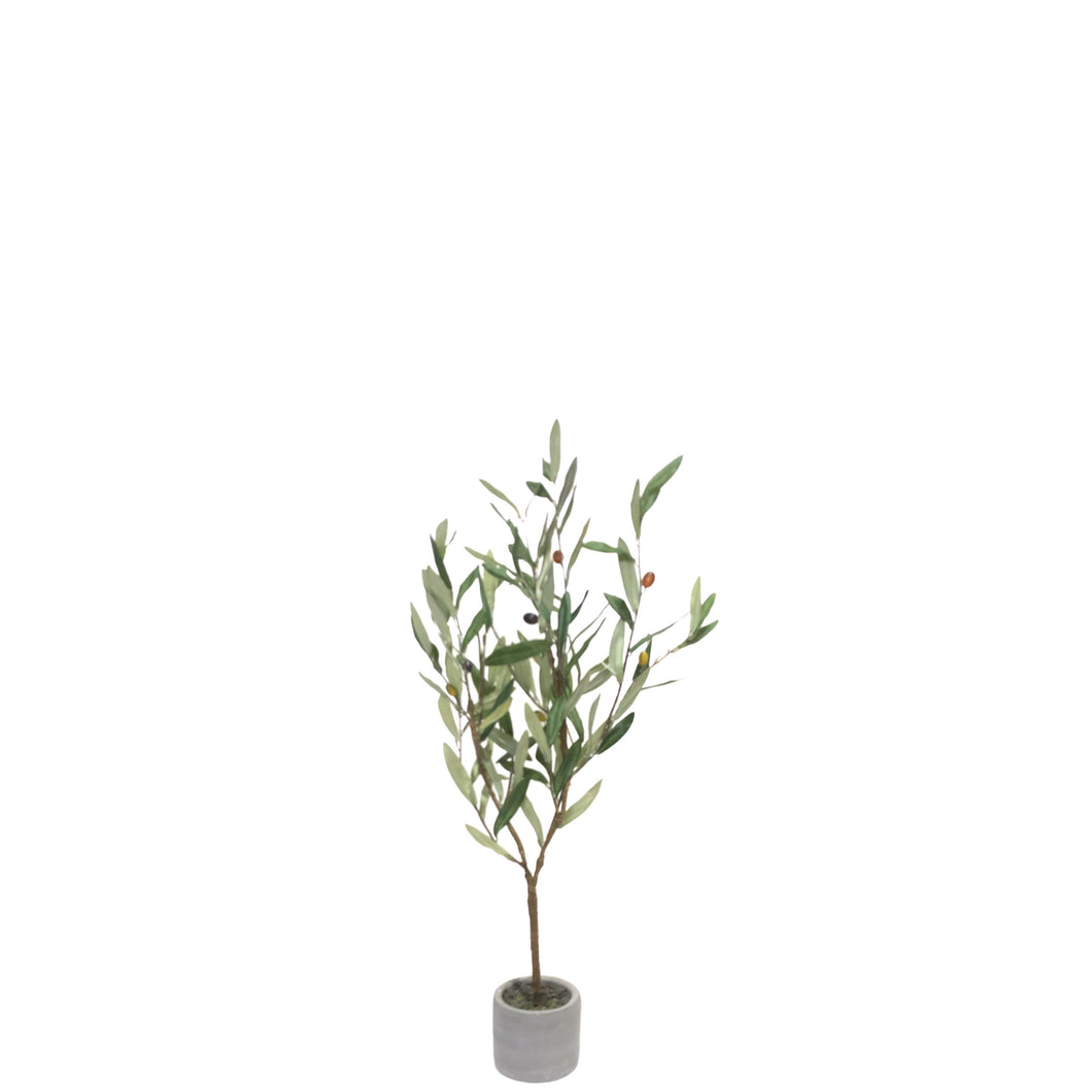 Potted Olive Tree 56cm.