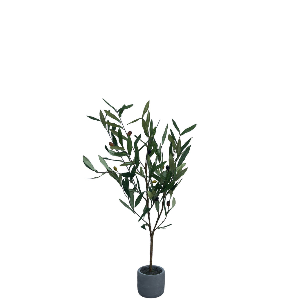 Potted Olive Tree 69cm.