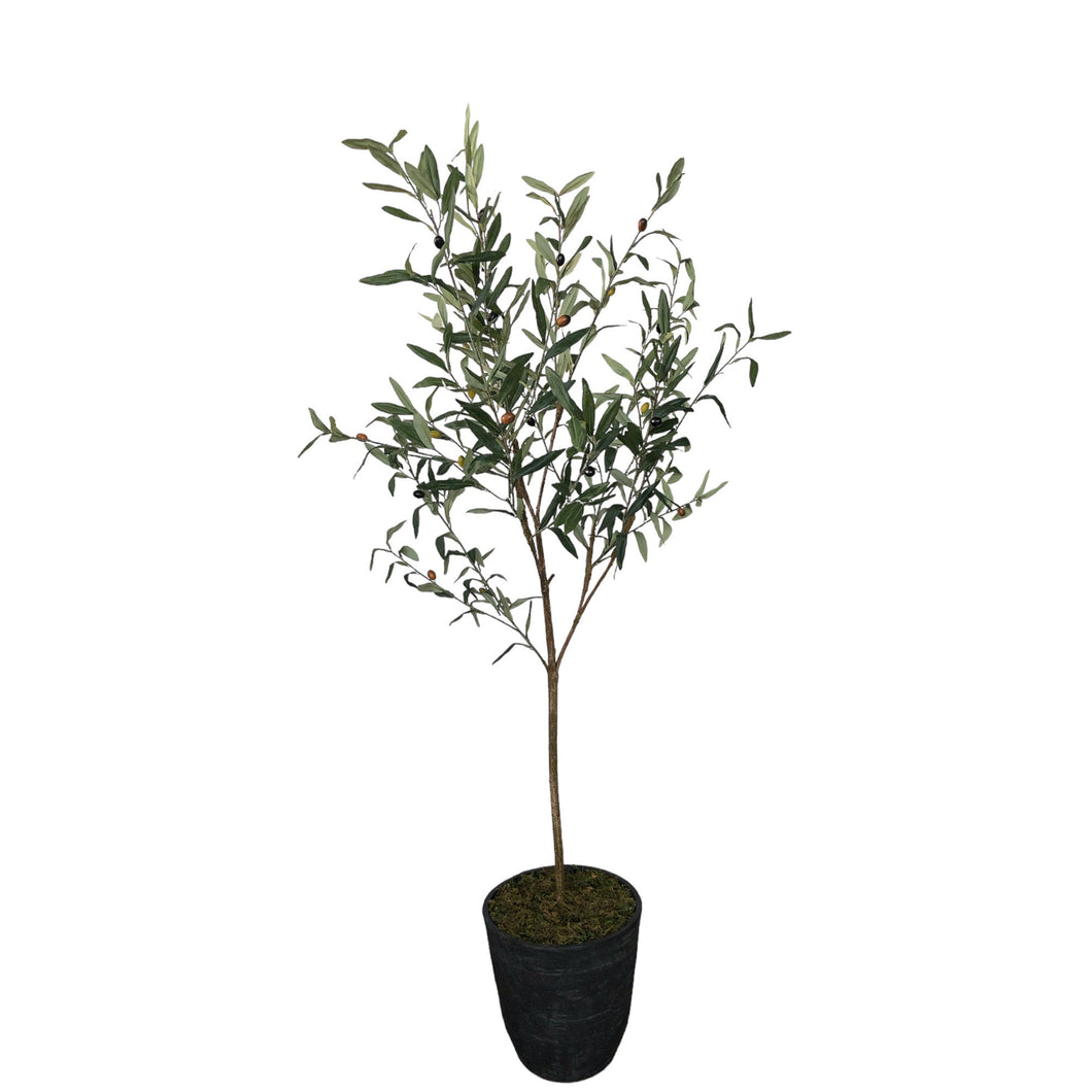 Olive Tree 160cm.