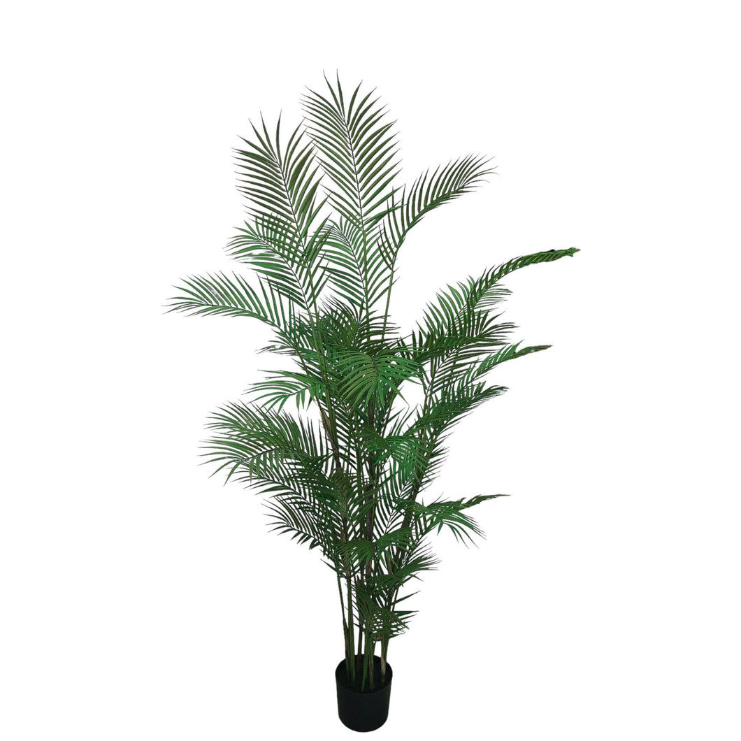 Areca Palm Tree 175cm.