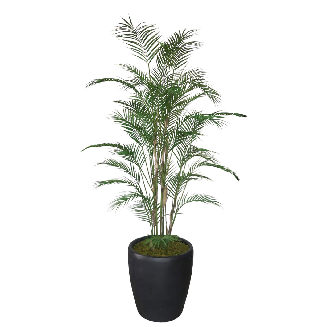 Areca Palm Tree 190cm.