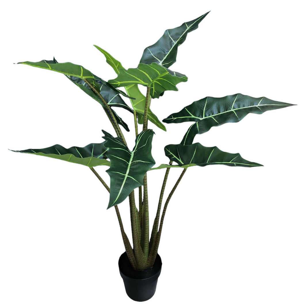 Alocasia Plant 120cm.