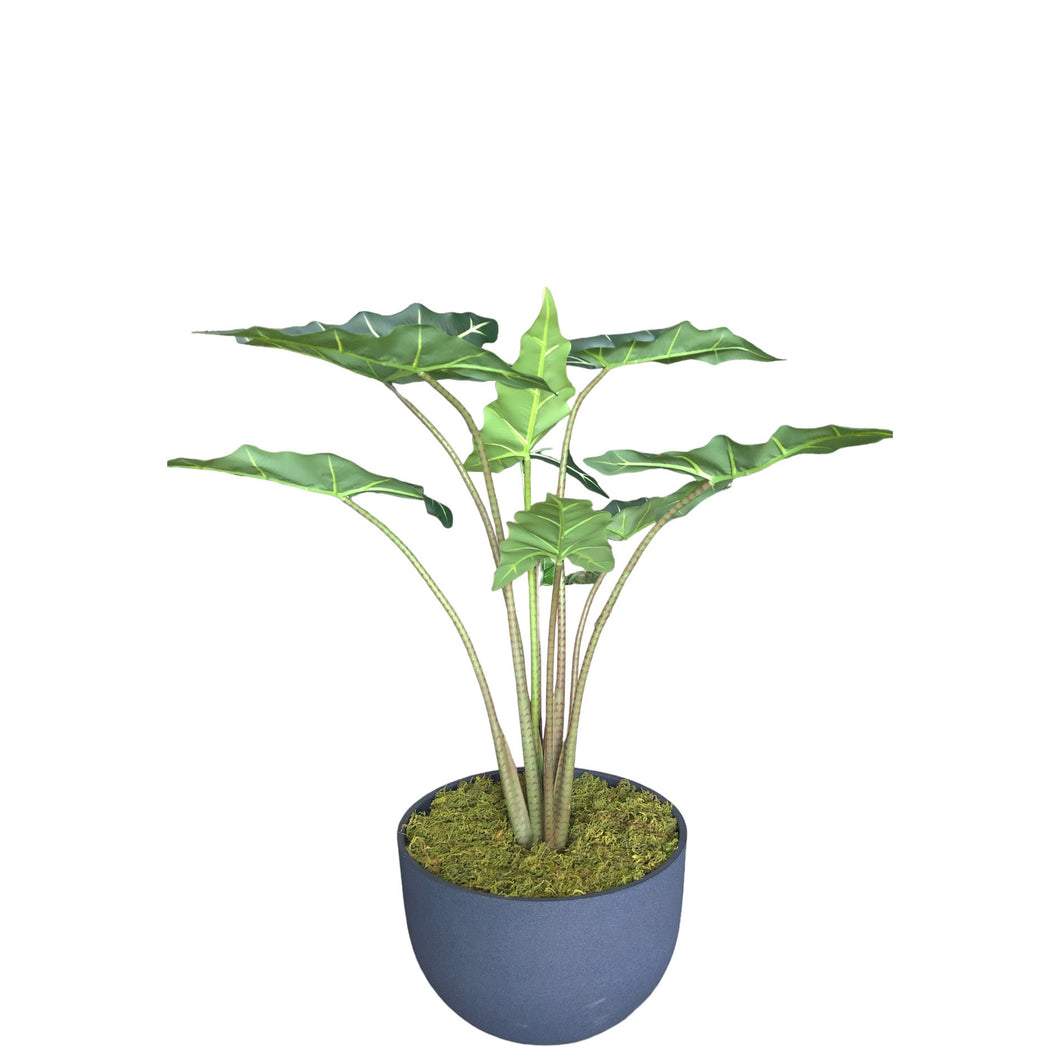 Alocasia Plant 100cm.