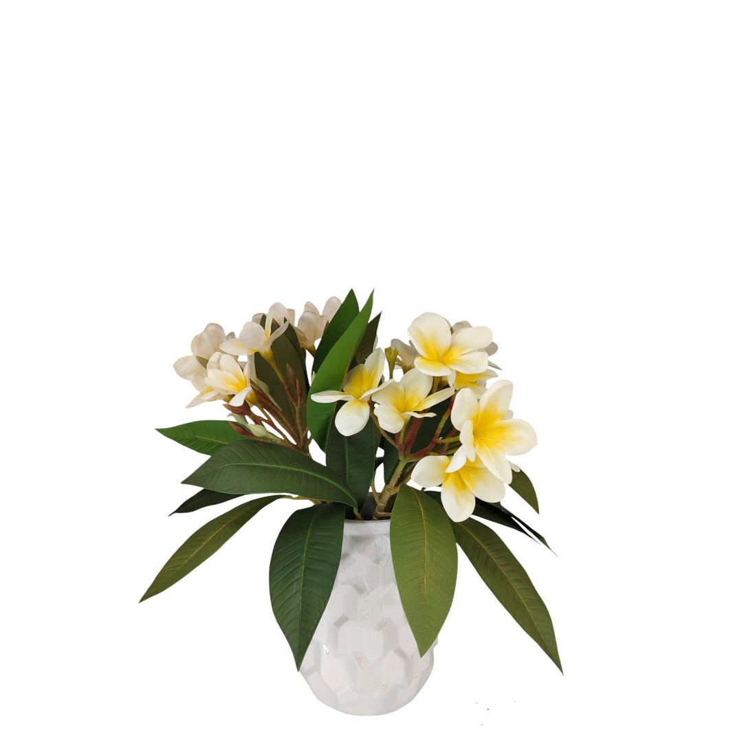 NDFA061 Frangipani Arrangement