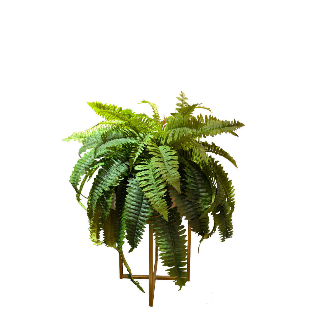 MKFA0053 / NDFA082 Boston Fern Arrangement in Planter (Small)