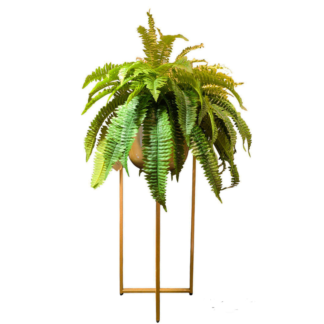 MKFA0052 / NDFA083 Boston Fern Arrangement in Planter (Large)