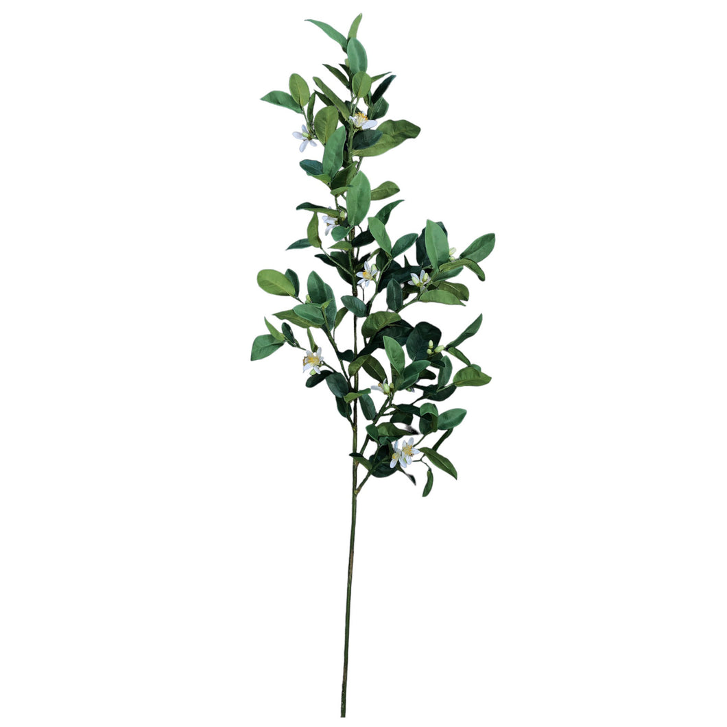 Lemon Leaf 126cm.