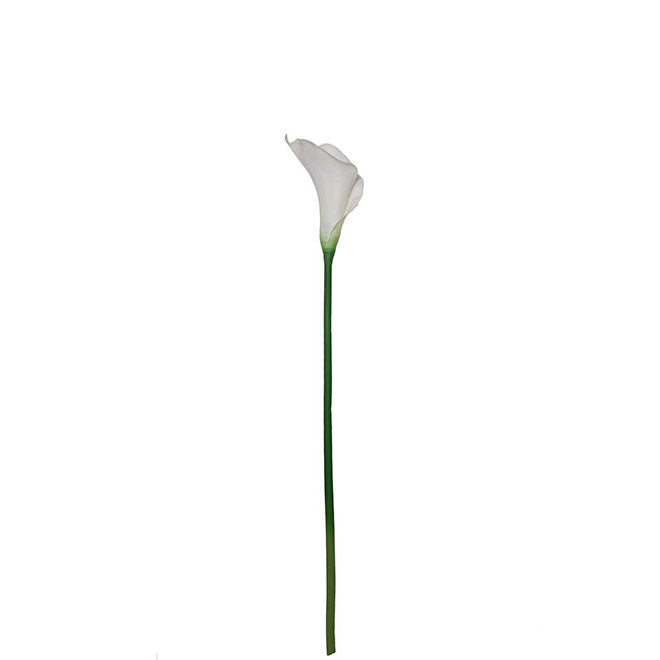 Single Calla Lily 74cm.