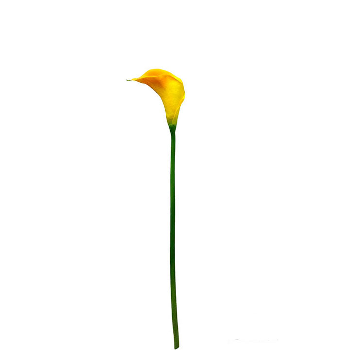 Single Calla Lily 74cm.