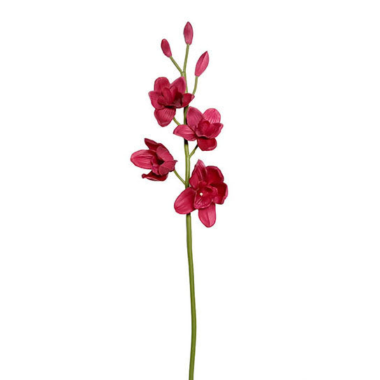 Cymbidium 86cm.