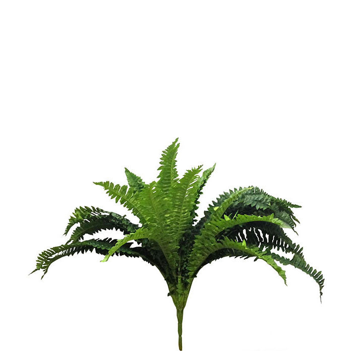 Boston Fern 53cm.