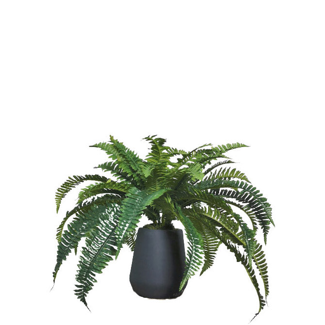 Boston Fern with Pot 50cm.