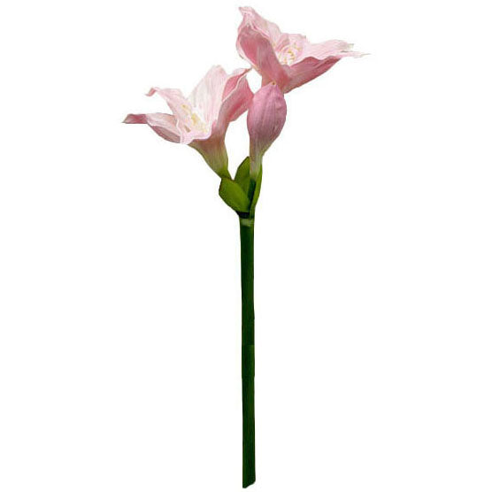 Amaryllis 89cm.