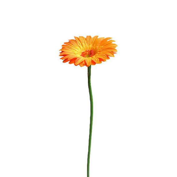 Gerbera Spray 58cm.