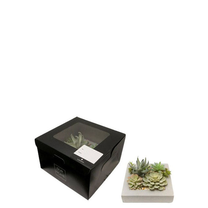 Framed Succulents with Gift Packaging