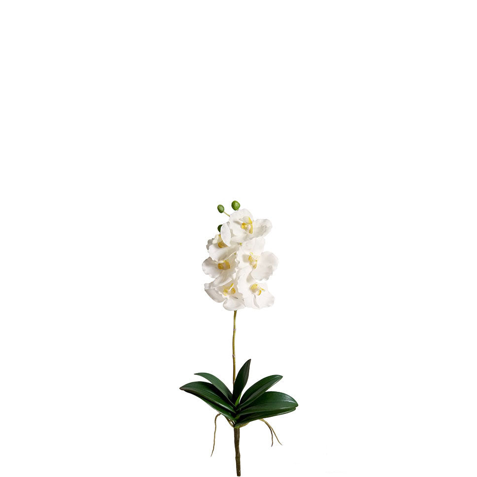 Vanda Orchid Spray 55cm.