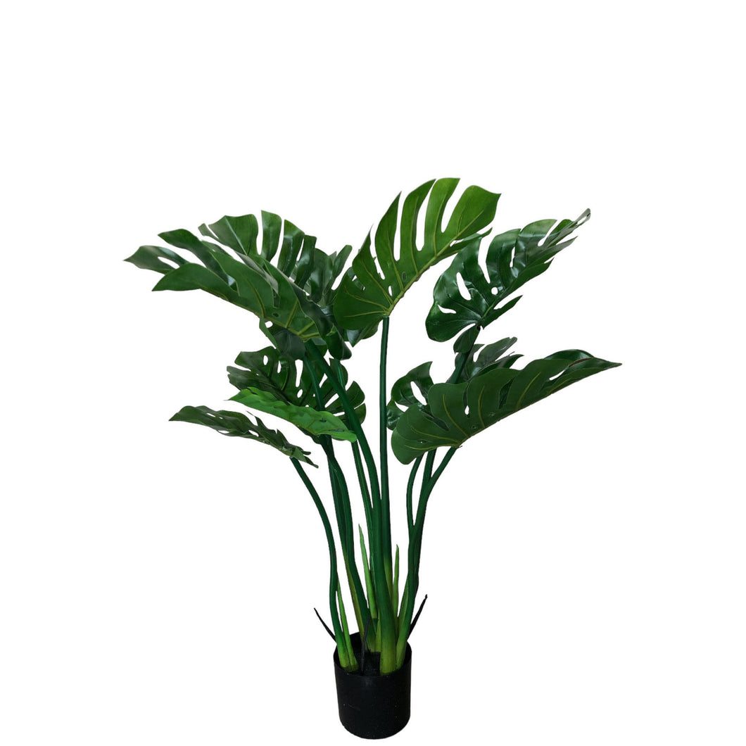 Split Philodendron 100cm.