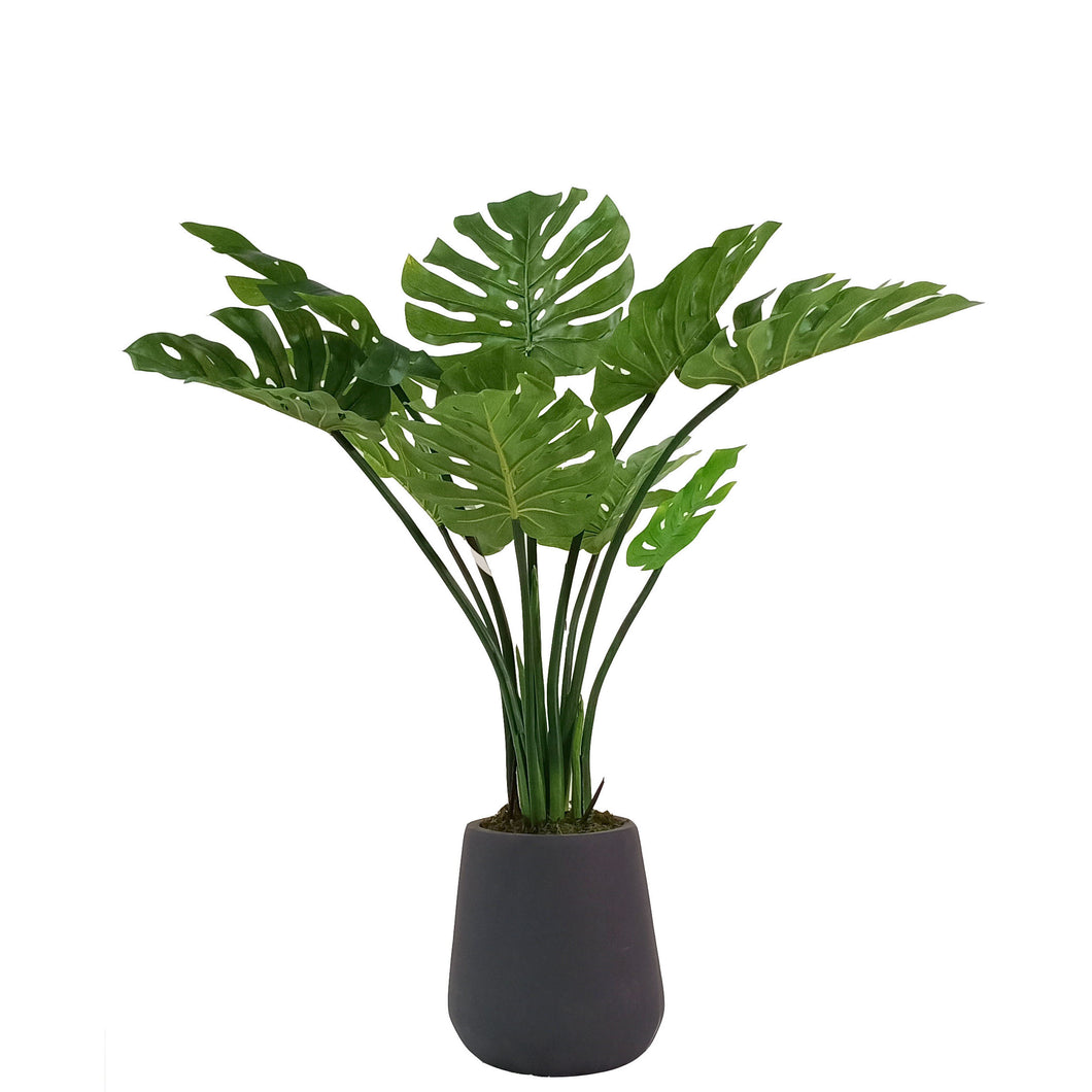 Split Philodendron 120cm.