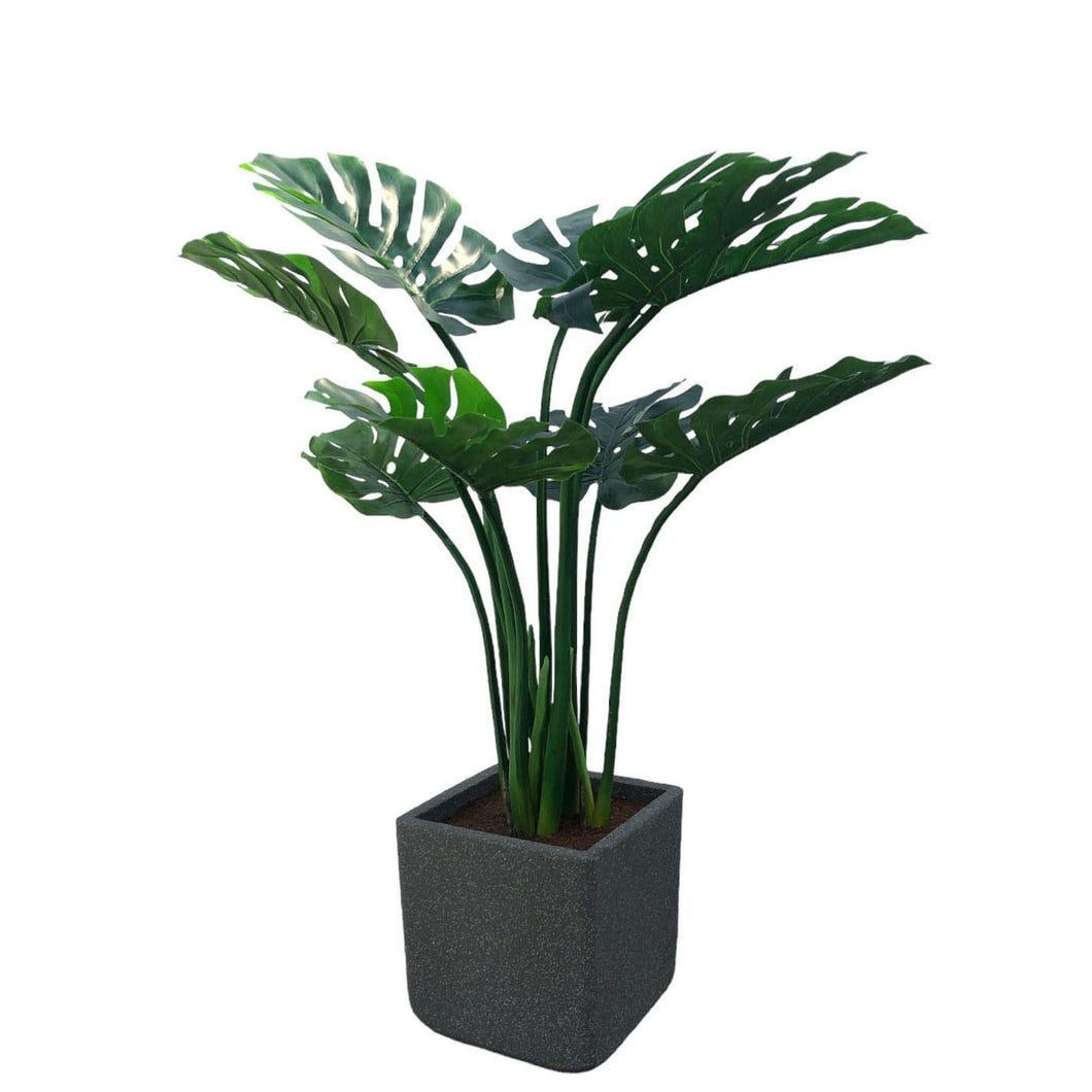 Split Philodendron with Pot 120cm.