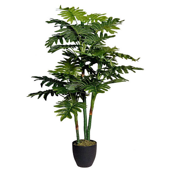 Philodendron Pot 130cm.