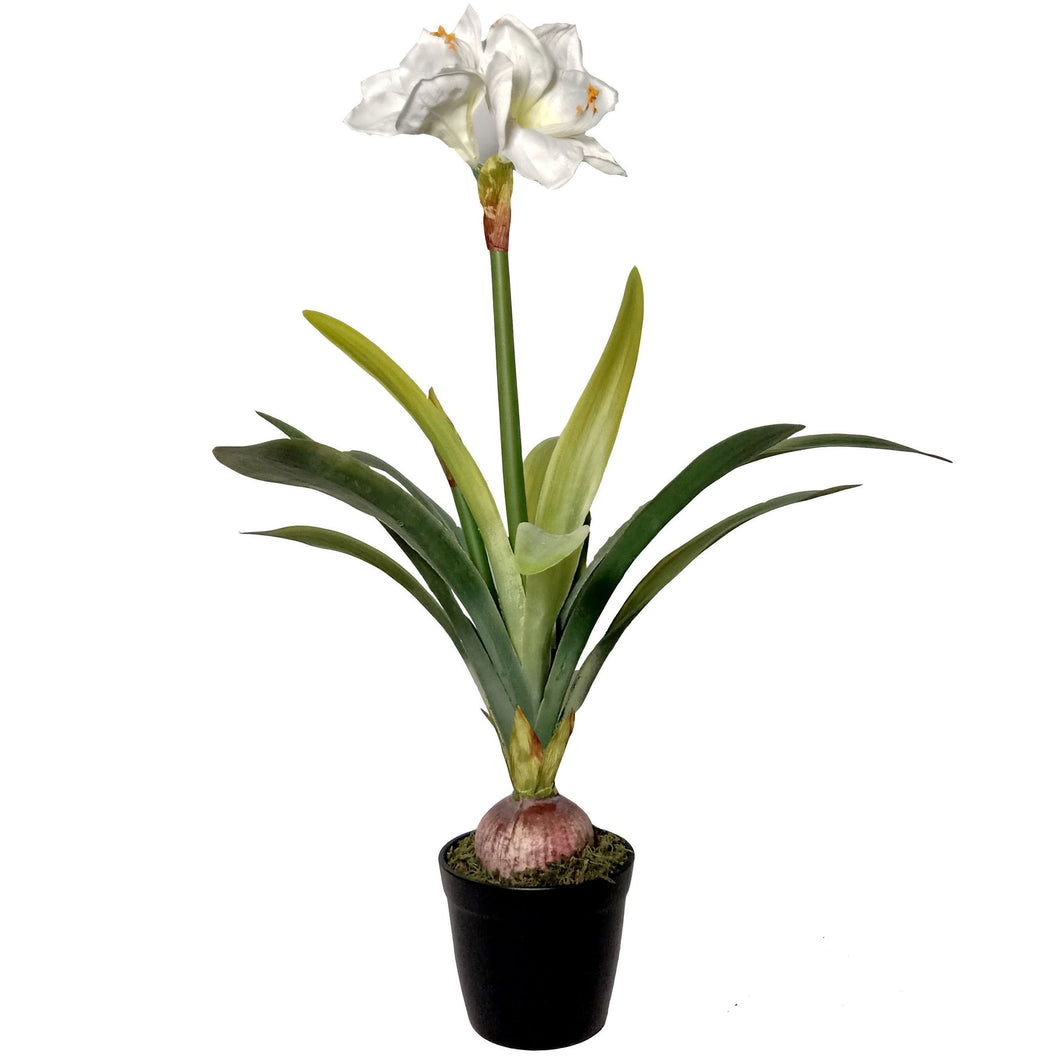 Amaryllis in Pot 80cm.