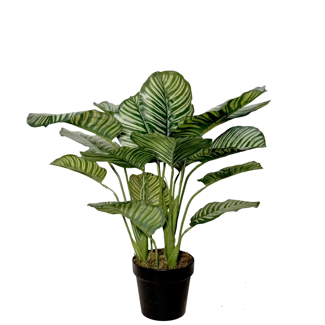 Calathea Pot 50cm.