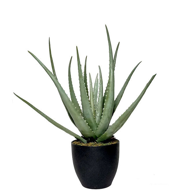 Aloe Vera Pot 55cm.