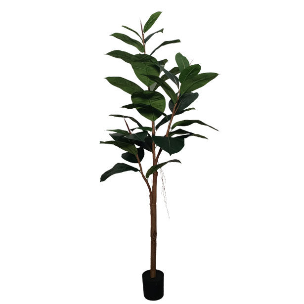 Potted Rubber Tree 156cm.