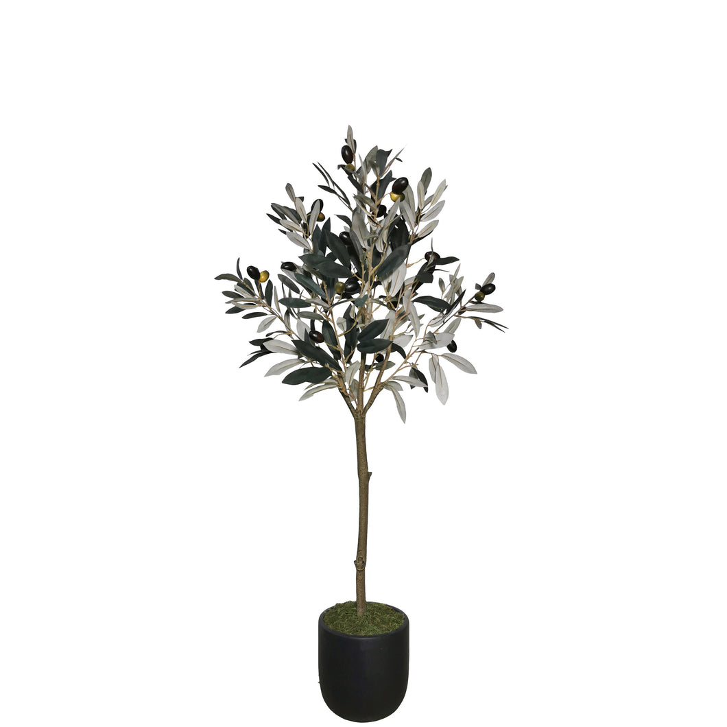 Olive Tree with Pot 100cm.