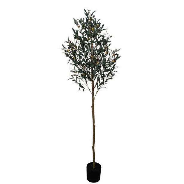 Potted Olive with Berry 185cm.