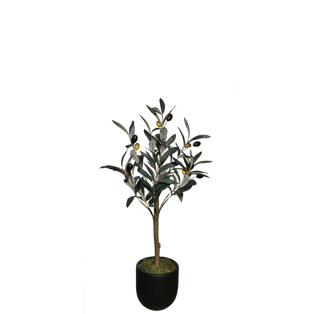 Olive Tree with Pot 69cm.