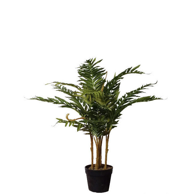 Fern Palm Tree 70cm.