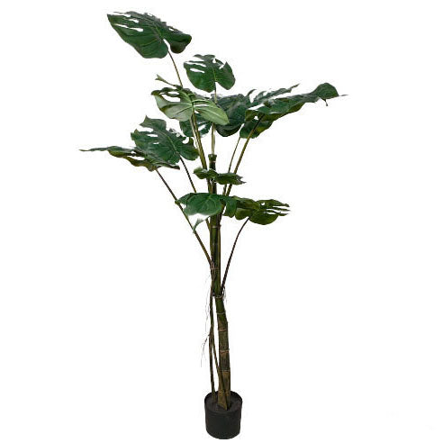 Potted Grand Split Philo Tree 157cm.