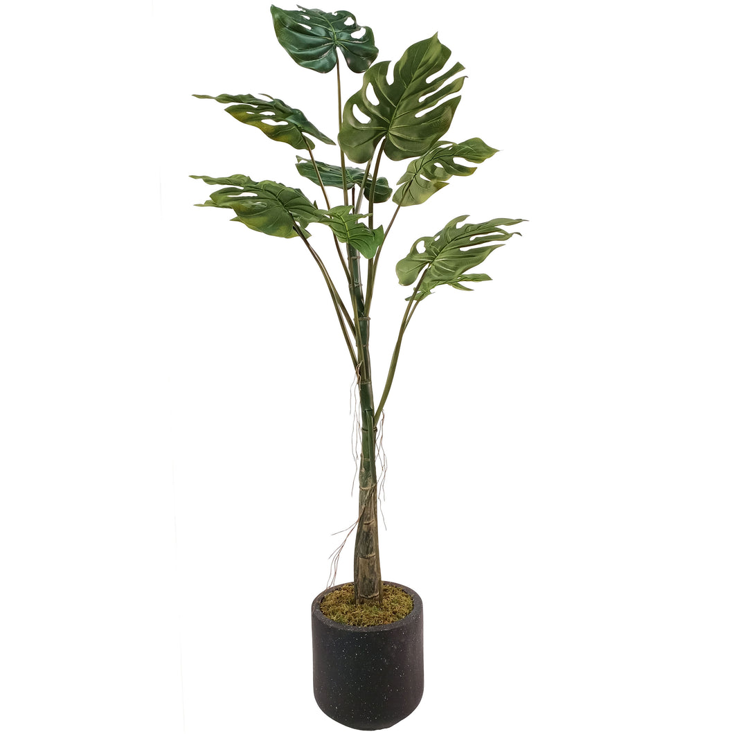 Grand Split-Leaf Philodendron 155cm.