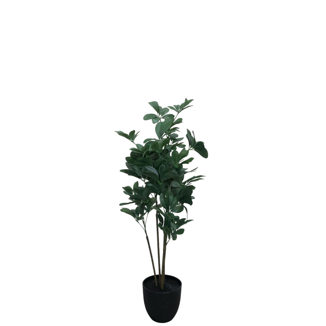 Schefflera 97cm.