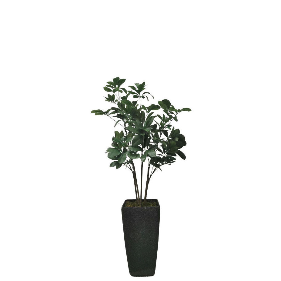 Schefflera 119cm.